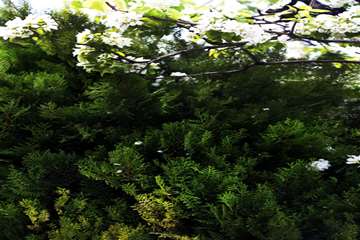 بهار در قاب دانشگاه علوم بهزیستی و توانبخشی